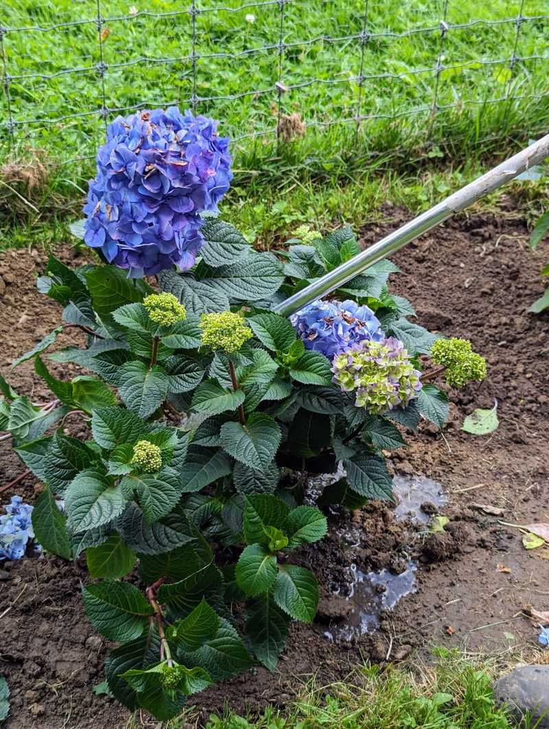 Give Roots A Deep Soak Before The Soil Gets Bone Dry