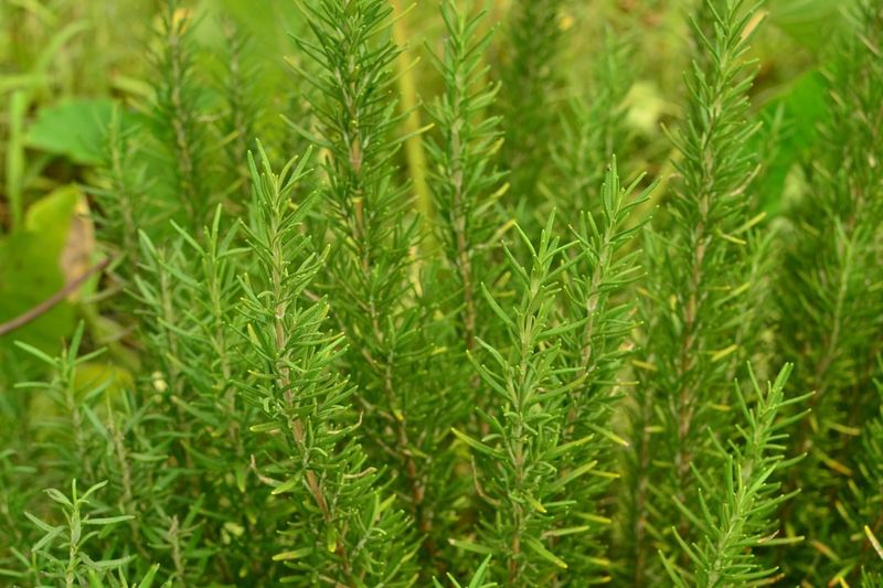 Give Rosemary Full Sun Give Rosemary Full Sun