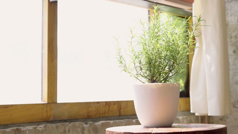 Give Rosemary The Drainage It Craves Give Rosemary The Drainage It Craves