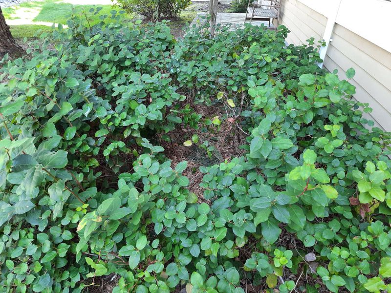 Give Salal Room To Spread Underground