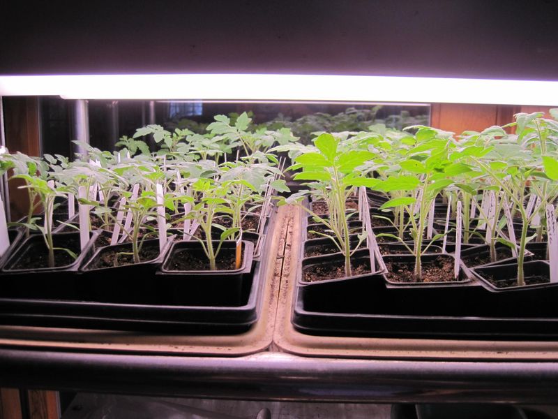 Give Seedlings Plenty Of Bright Light After Sprouting