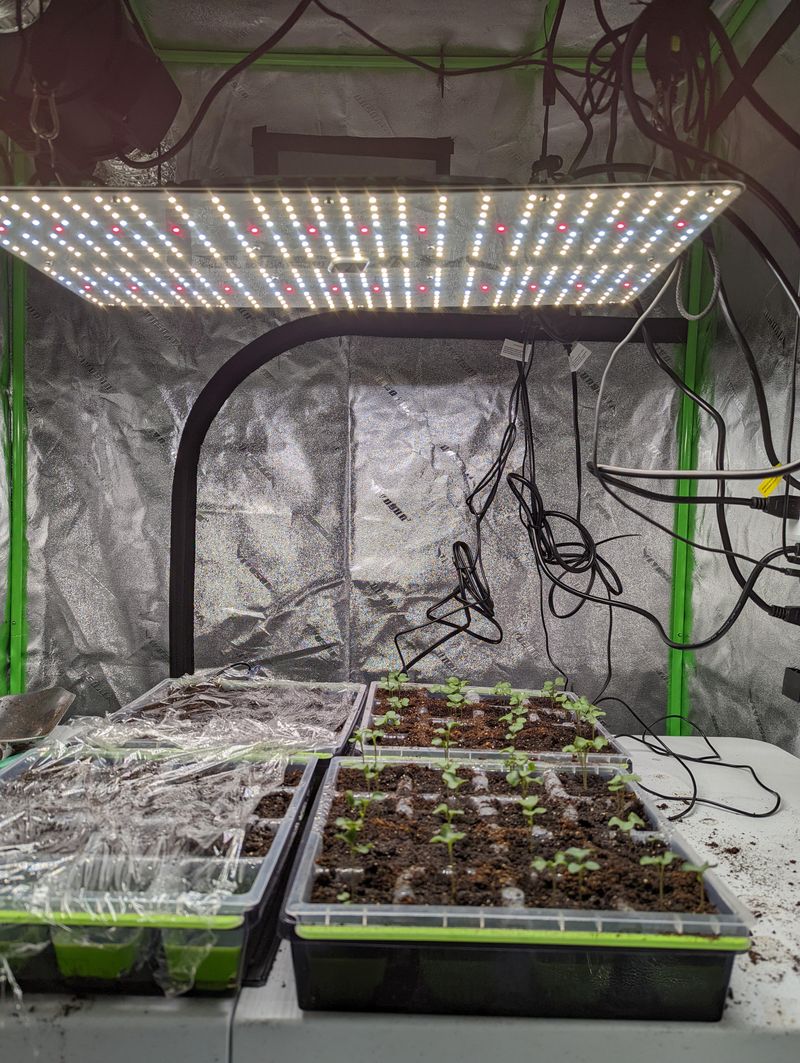 Give Seedlings Plenty Of Light After They Sprout Give Seedlings Plenty Of Light After They Sprout