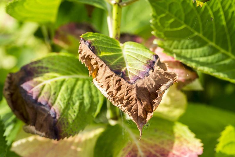 Give Sensitive Hydrangeas Relief From Afternoon Sun Give Sensitive Hydrangeas Relief From Afternoon Sun