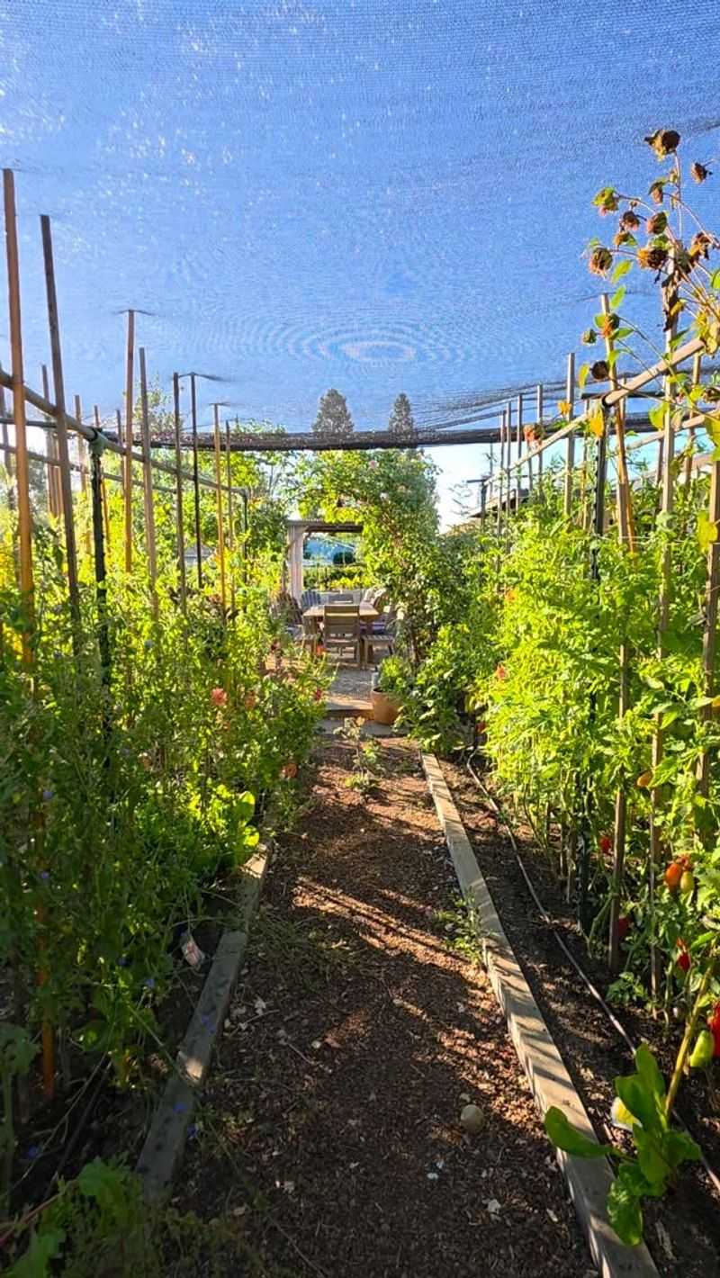 Give Sensitive Plants Afternoon Shade