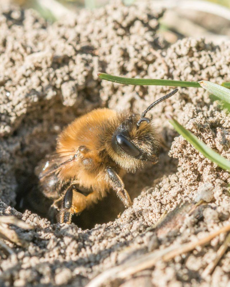 Give Solitary Bees Time To Finish Nesting Give Solitary Bees Time To Finish Nesting