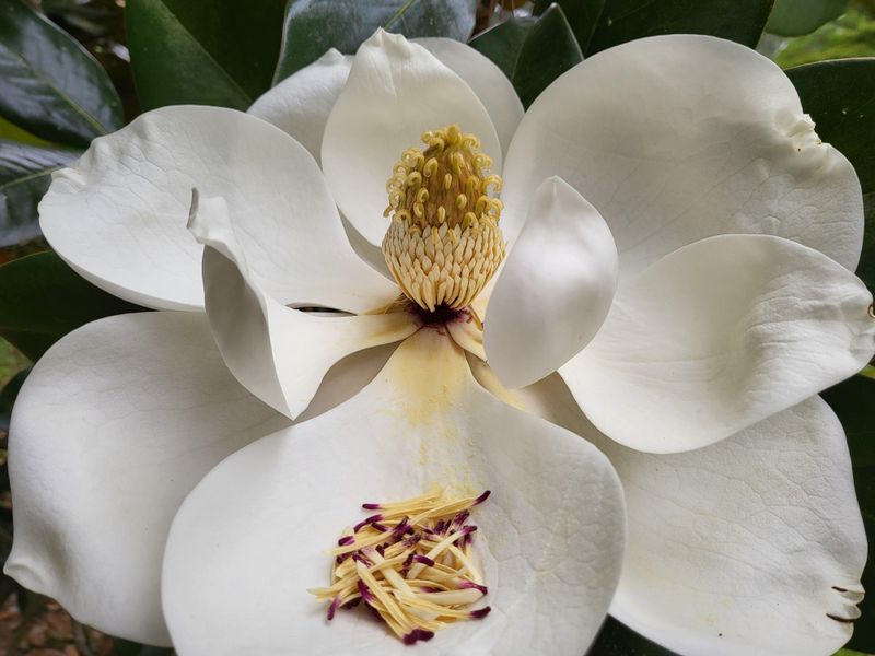 Give Southern Magnolia Room To Spread Give Southern Magnolia Room To Spread