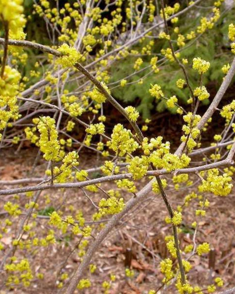 Give Spicebush Moist Soil And Some Shade