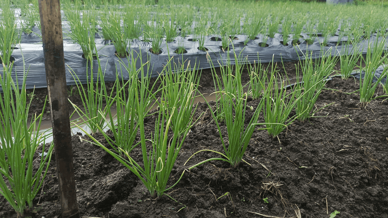 Give Spring Growth An Earlier Starting Line Give Spring Growth An Earlier Starting Line