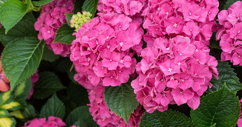 Give Stressed Plants Time To Recover Before Expecting More Flowers
