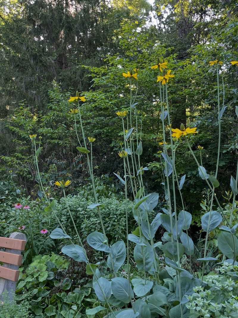 Give Tall Stems Room At The Back Give Tall Stems Room At The Back