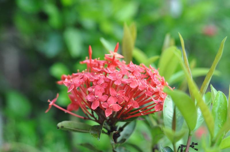 Give The Canopy Enough Sun For More Flower Clusters