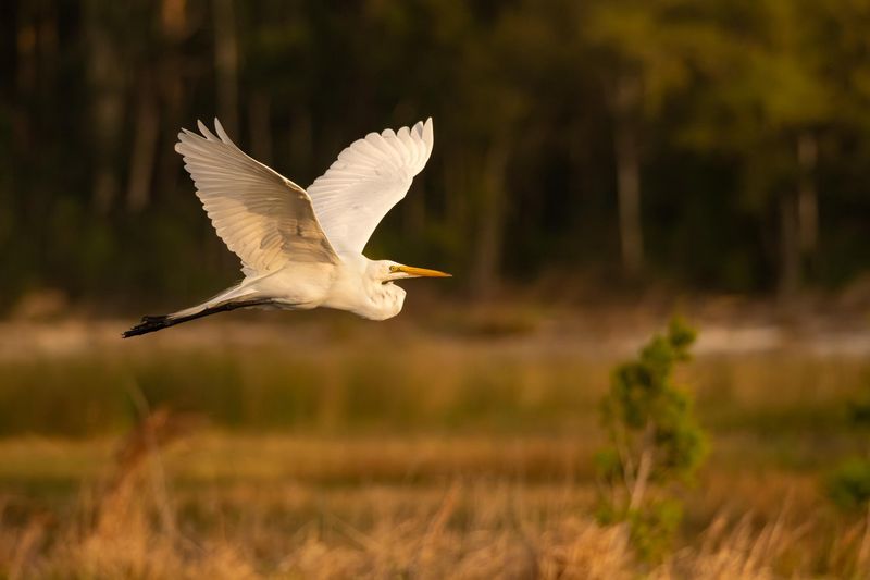 Give The Egret Space To Search Undisturbed