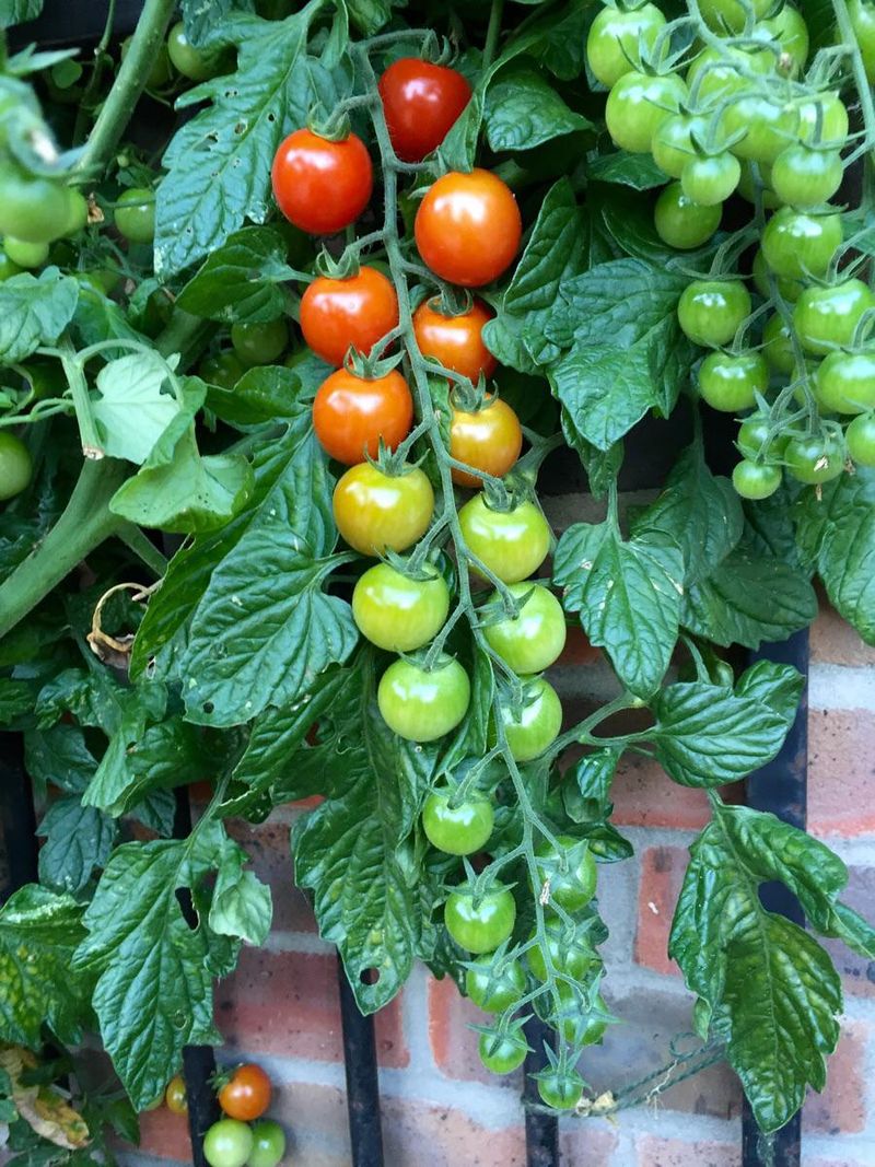 Give The Fruit As Much Sun As Possible