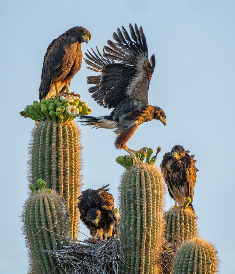Give The Hawk Space Until It Moves On