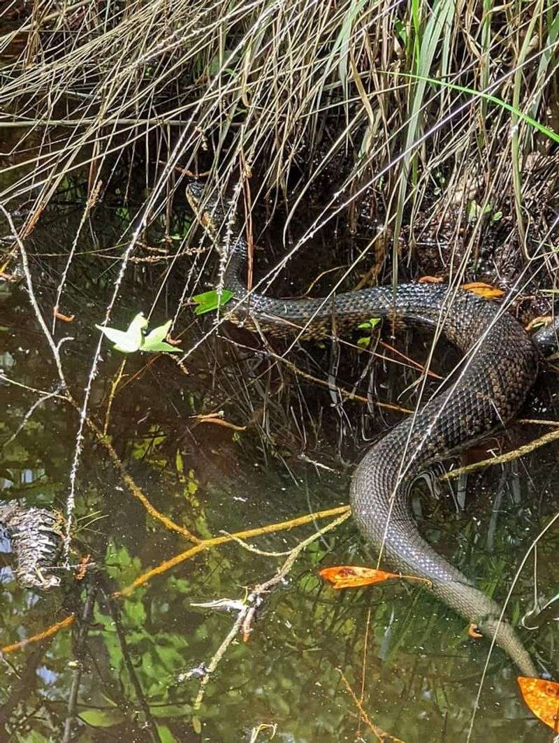 Give The Pond Edge More Visibility And The Snake More Space