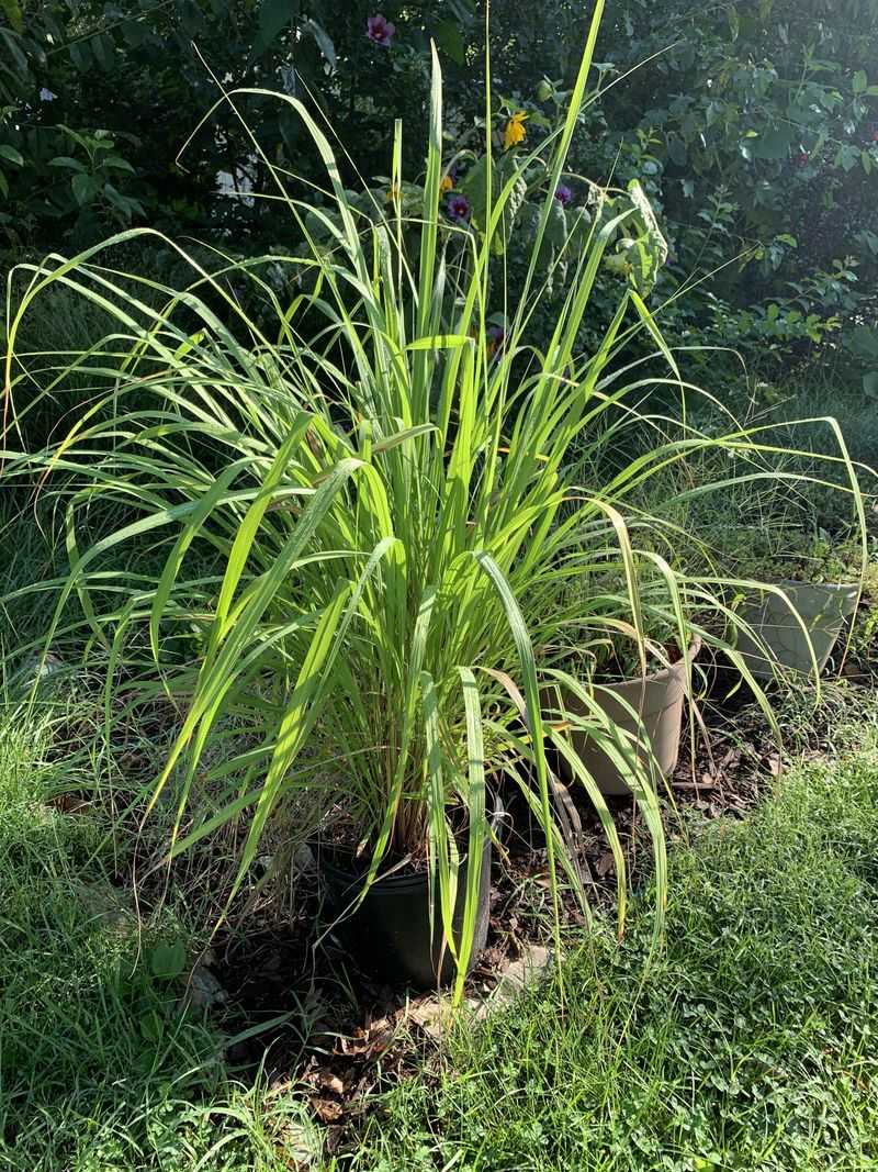 Give The Roots Fast Drainage After Summer Rain Give The Roots Fast Drainage After Summer Rain
