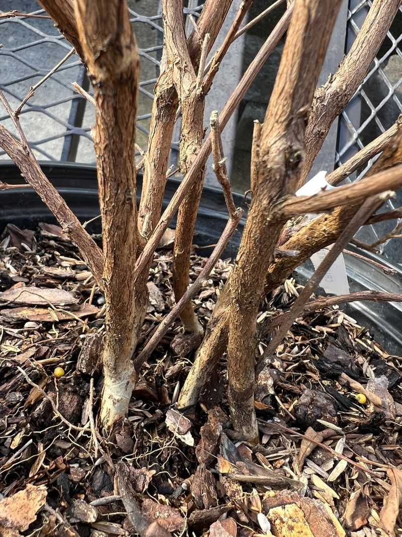 Give The Tree Water During Dry Spells