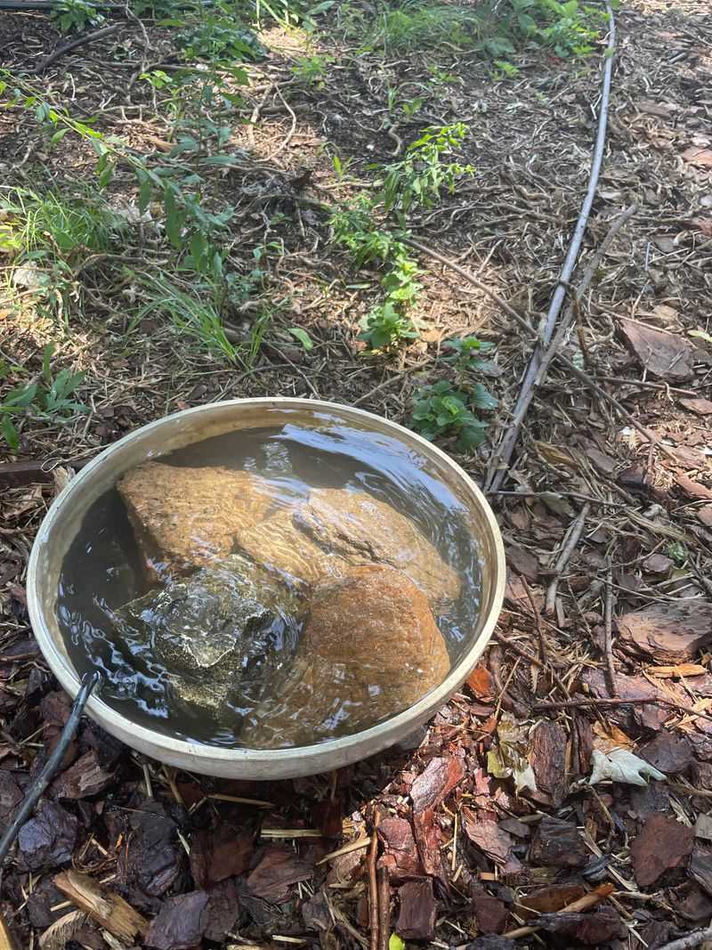 Give Them A Shallow Water Source