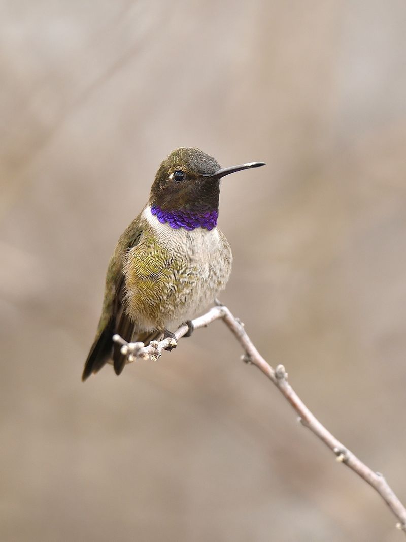 Give Them Places To Perch Give Them Places To Perch