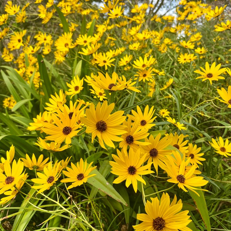 Give This Big Perennial Some Room