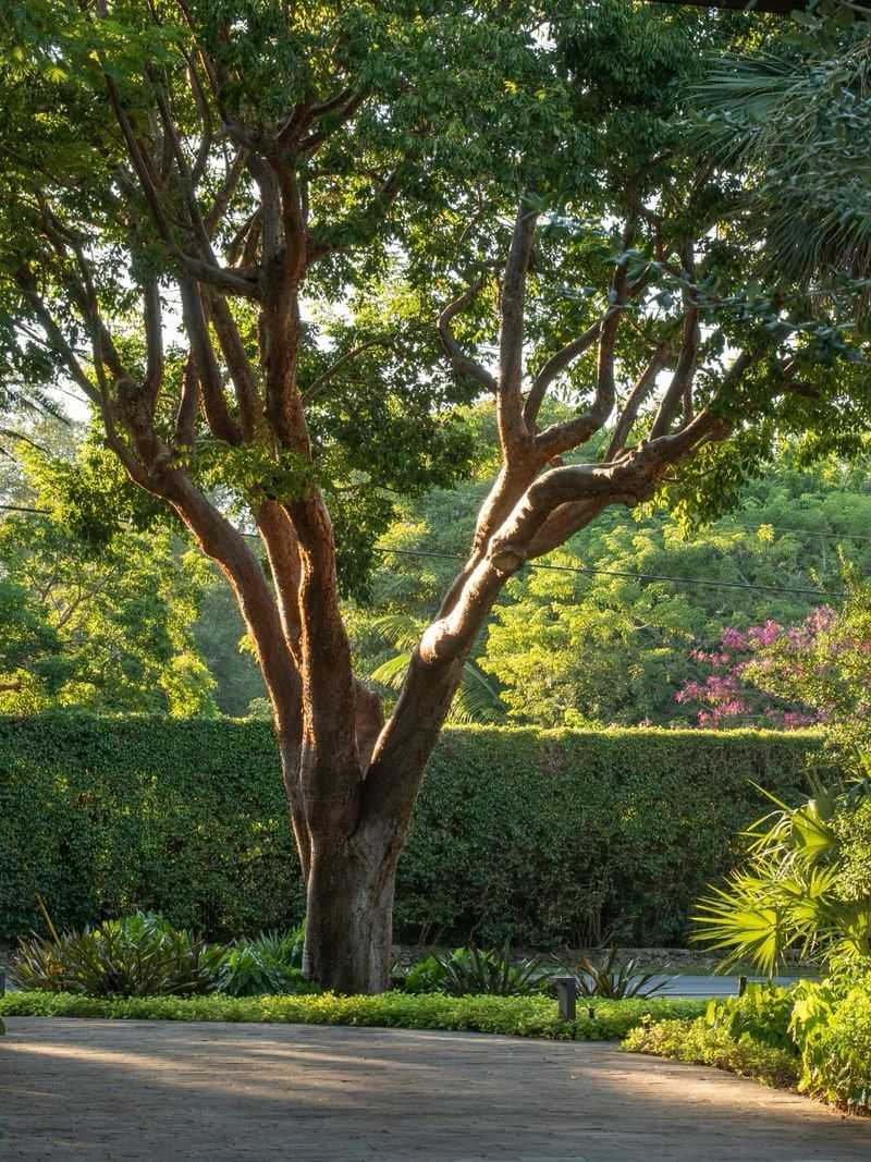 Give This Fast Growing Native Room To Expand