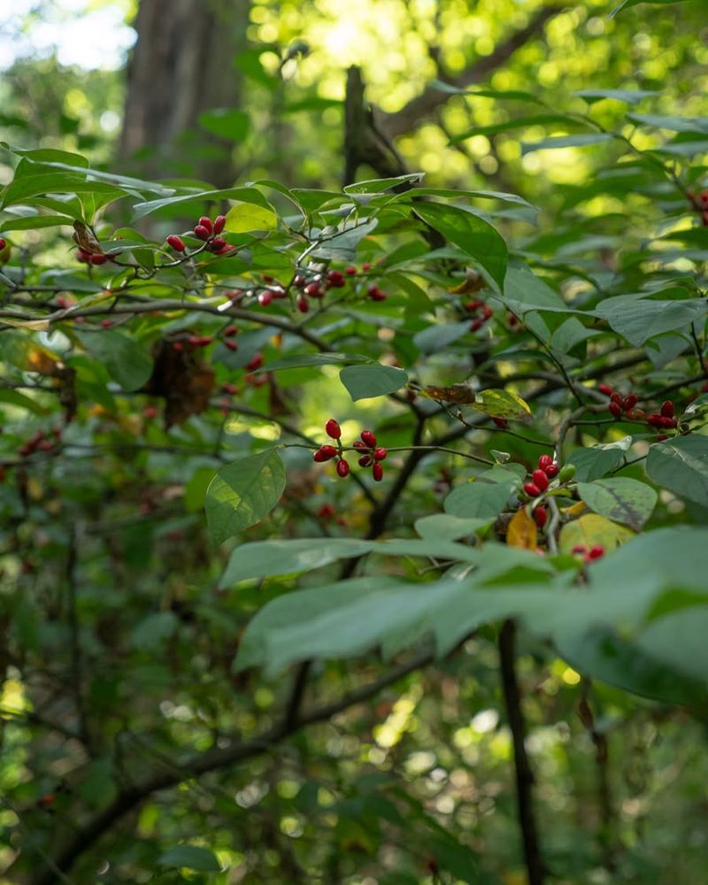 Give This Shrub Enough Room To Mature