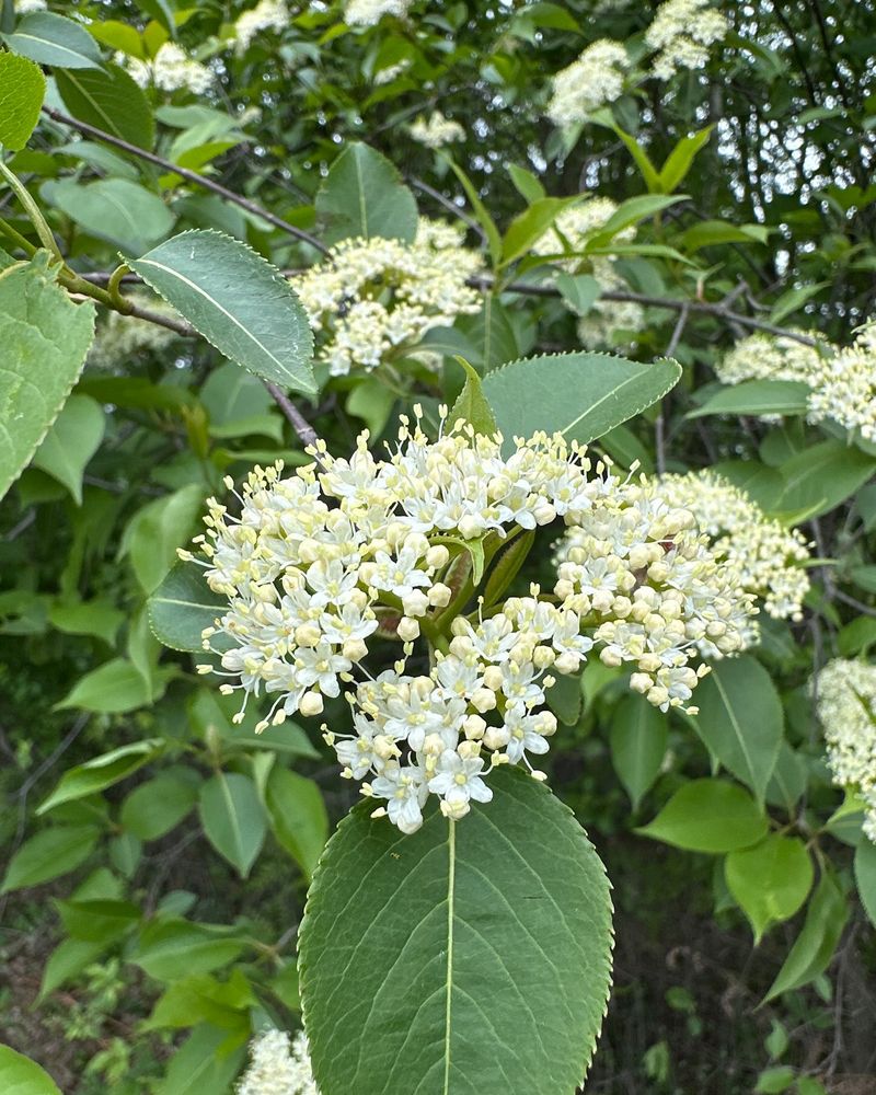 Give This Shrub Plenty Of Room