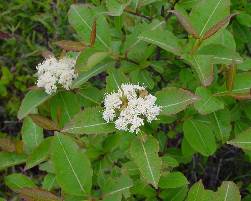 Give This Shrub Room For Its Natural Size Give This Shrub Room For Its Natural Size
