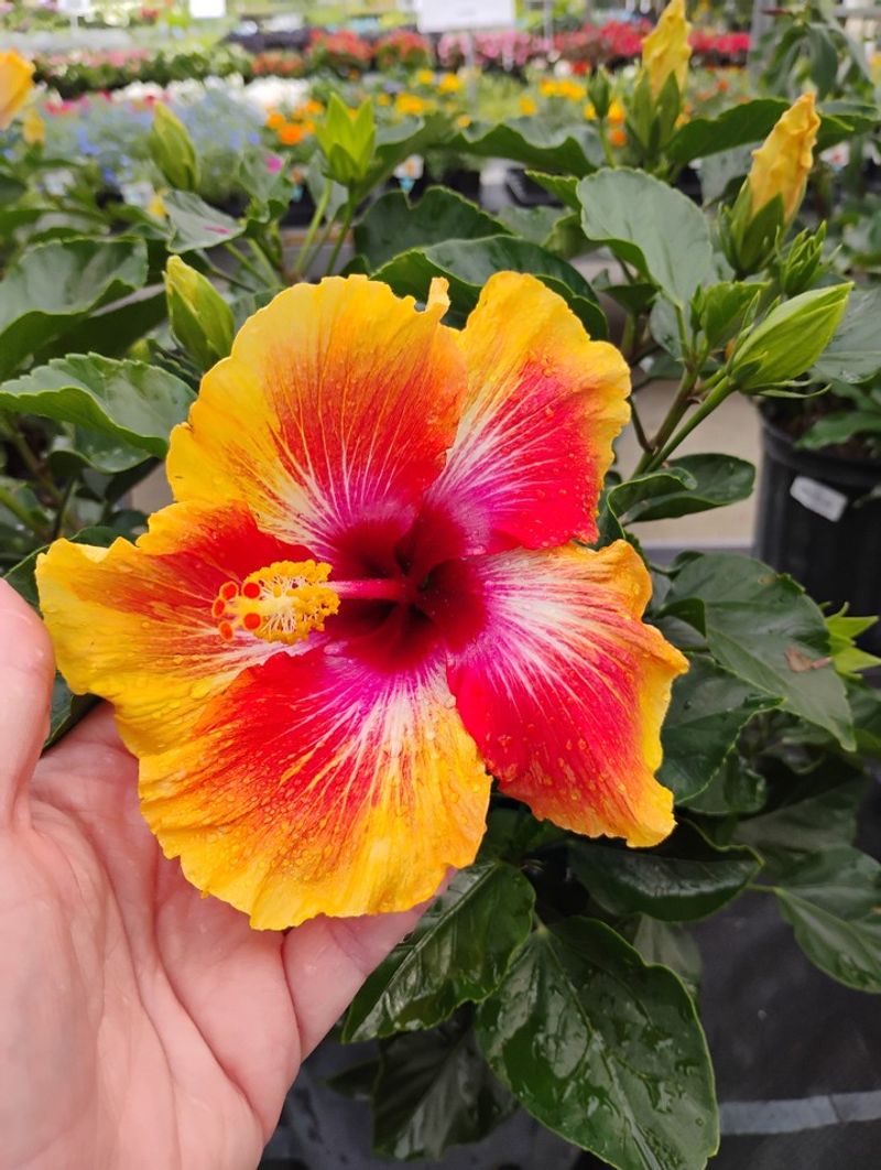 Give Tropical Hibiscus Afternoon Protection