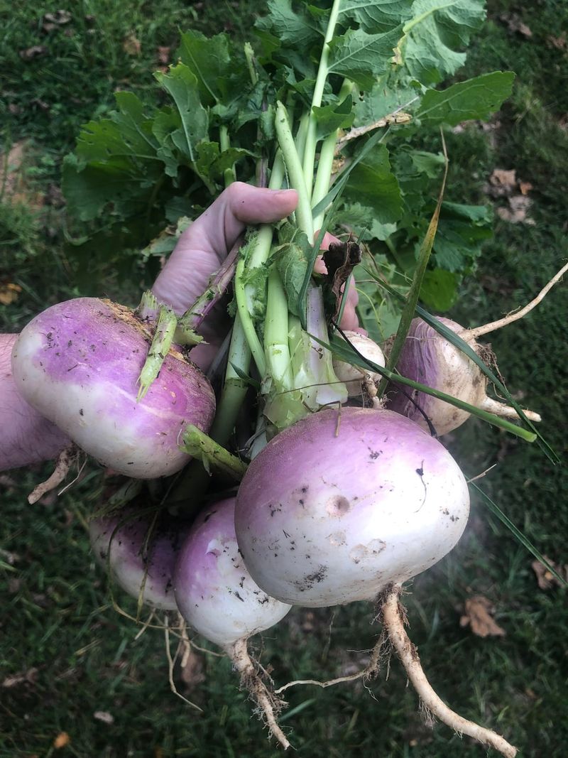 Give Turnips A September Start Give Turnips A September Start