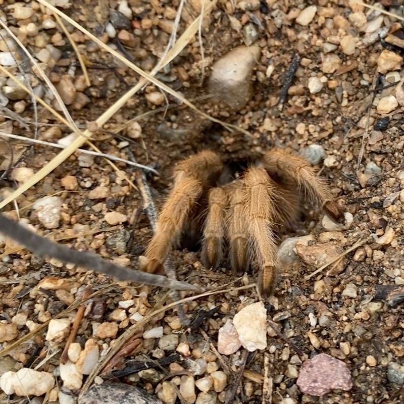 Give Wandering Tarantulas Space To Move On