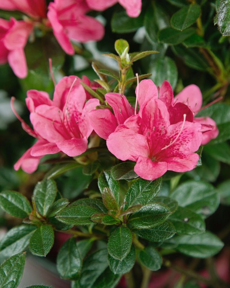 Give Western Azalea A Cooler Corner