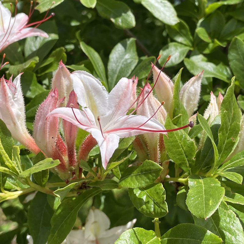 Give Western Azalea Room To Spread Give Western Azalea Room To Spread