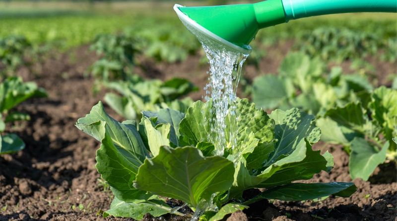 Give Young Cabbage Morning Water
