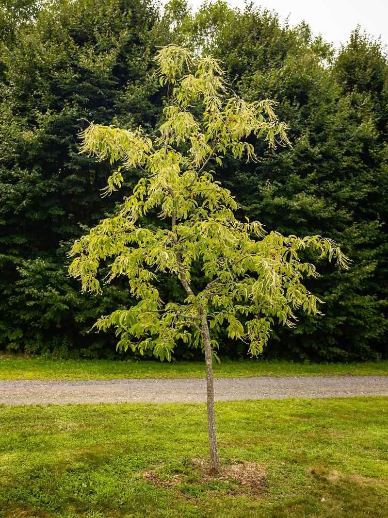 Give Young Trees A Permanent Home Give Young Trees A Permanent Home