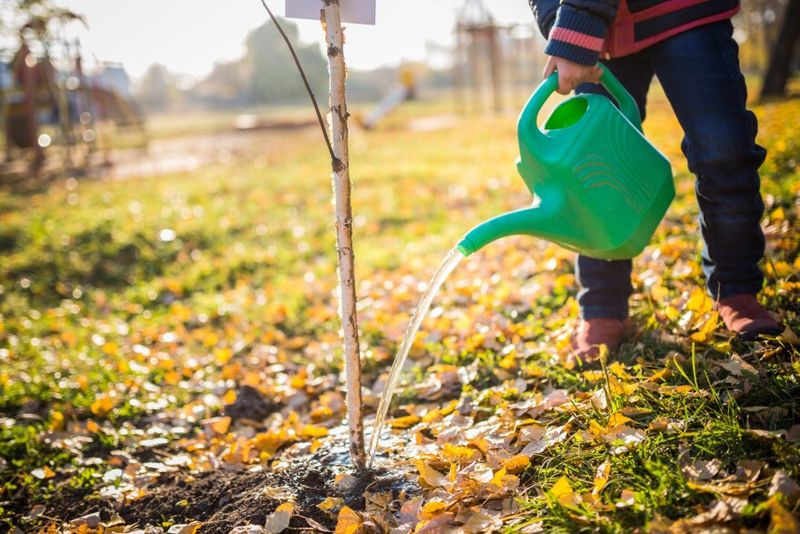 Give Young Trees Extra Attention