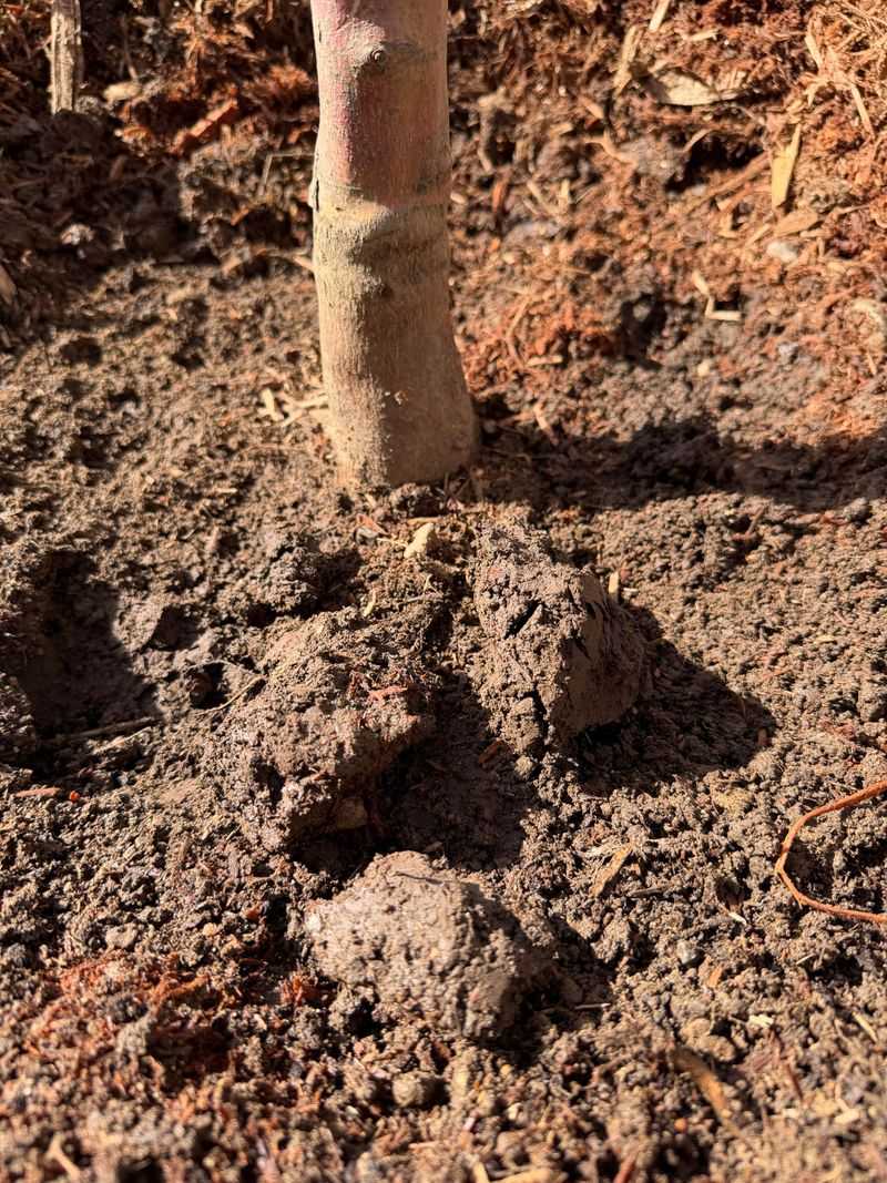 Give Your Trees The Soil Support They Need Give Your Trees The Soil Support They Need