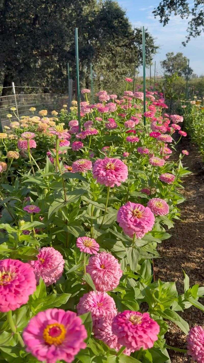 Give Zinnias The Sun They Prefer