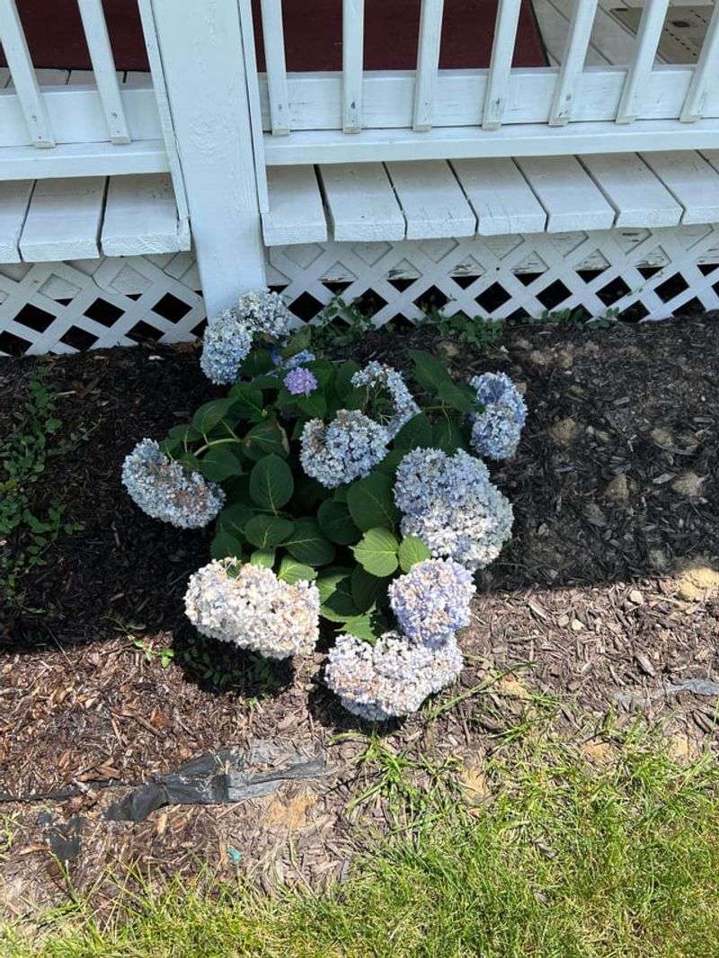 Giving Afternoon-Wilted Plants Time To Recover