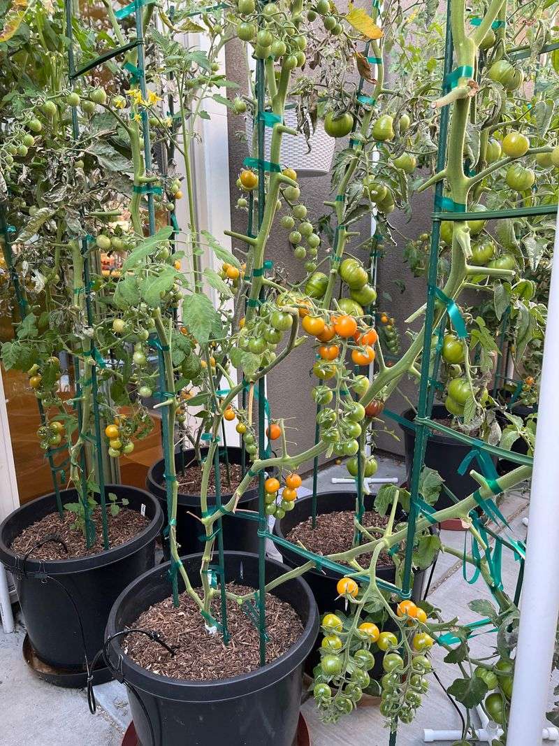 Giving Containers Extra Help On Scorching Days Giving Containers Extra Help On Scorching Days