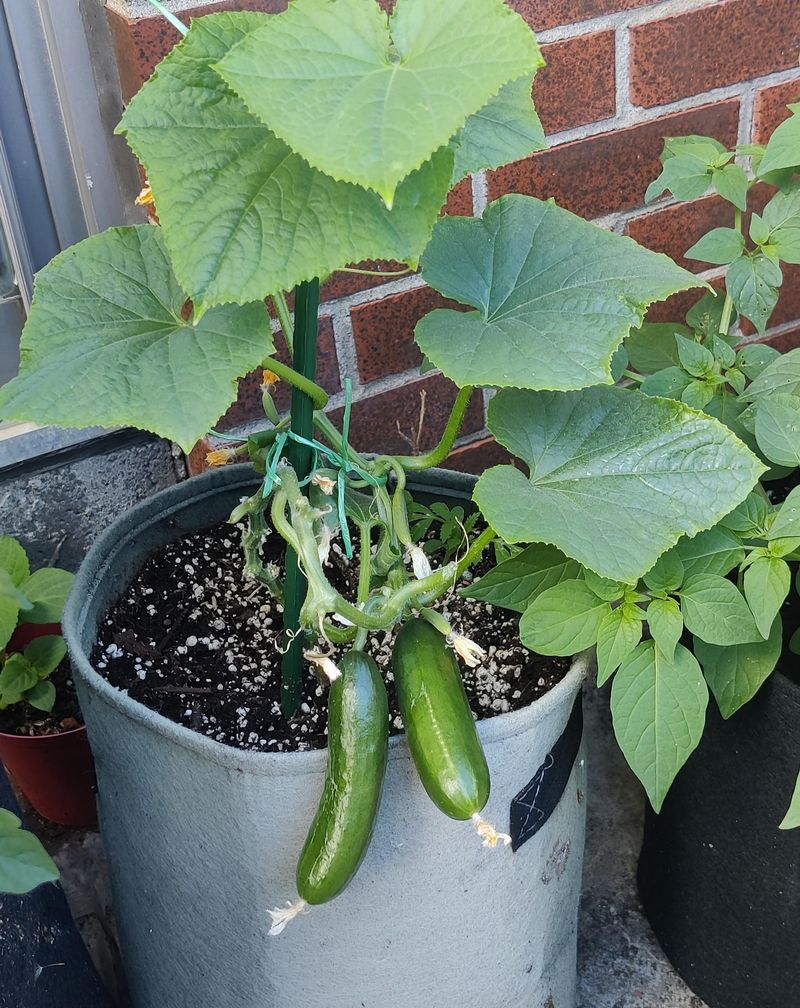 Giving Cucumbers Tiny Sips Instead Of Deep Drinks