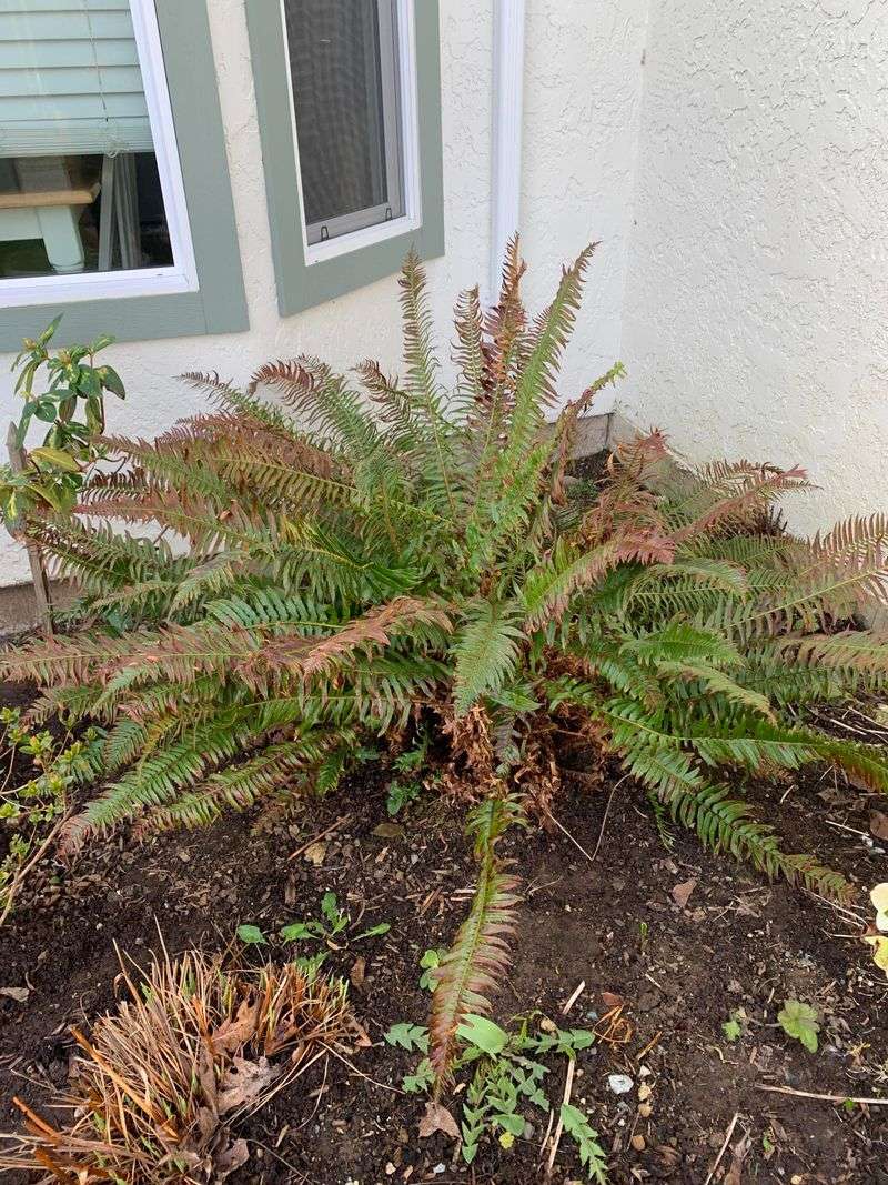 Giving Ferns A Slow Deep Soak Instead