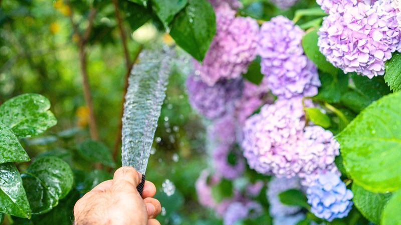 Giving Hydrangeas A Deep Drink Before The Heat Peaks
