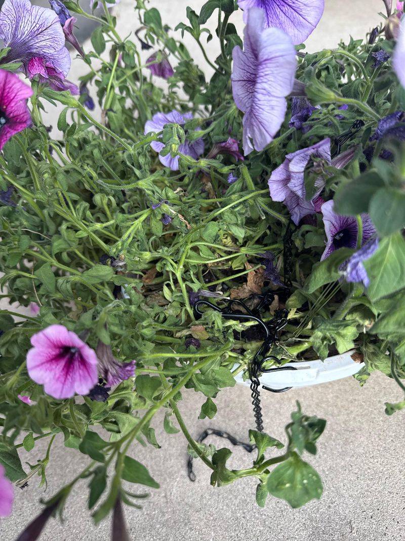 Giving Petunias Tiny Sips Every Single Day