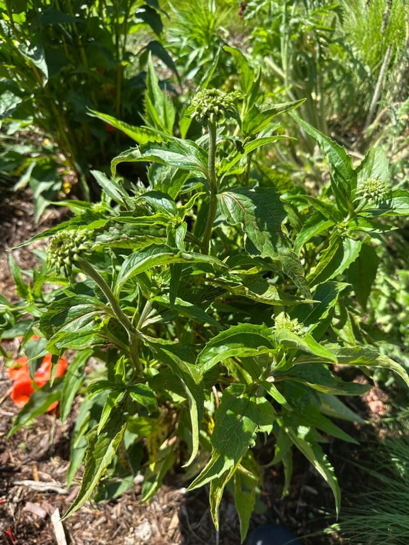 Giving Plants A Deep Drink After Deadheading