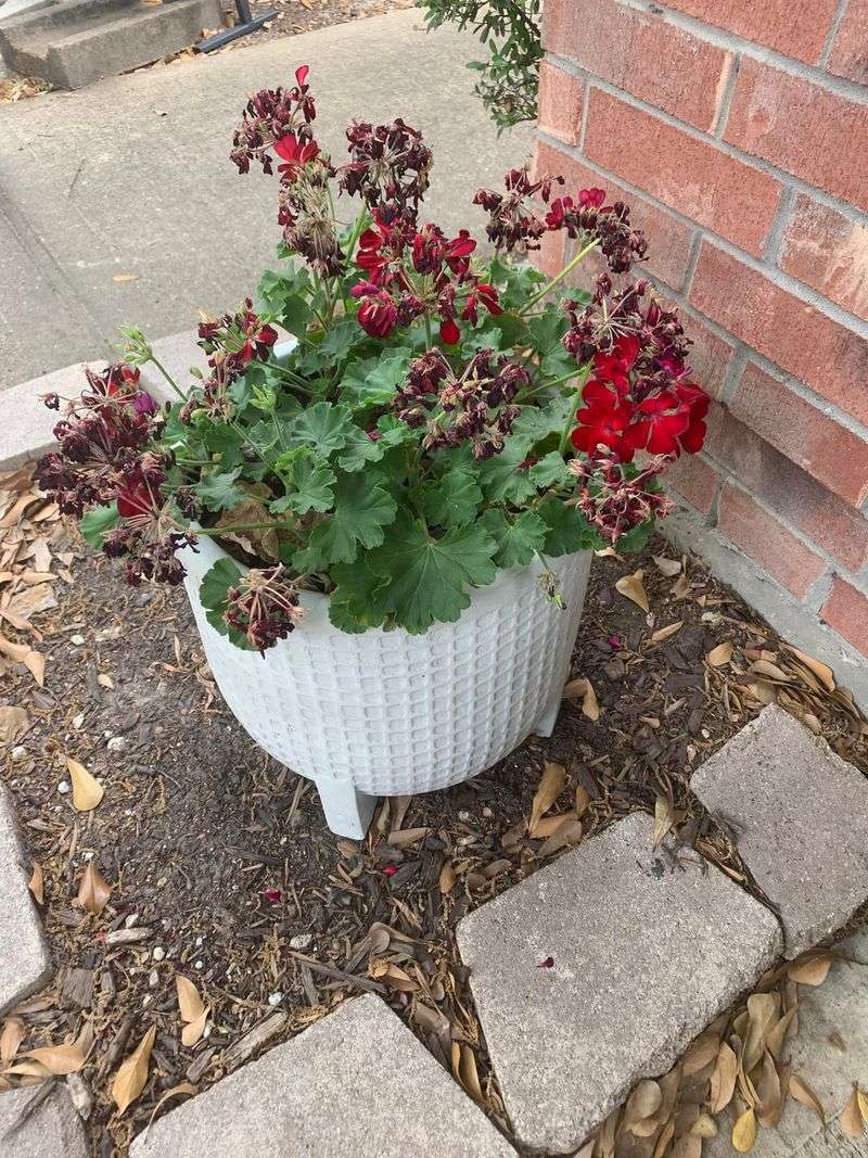 Giving Pots A Break From Brutal Afternoon Sun