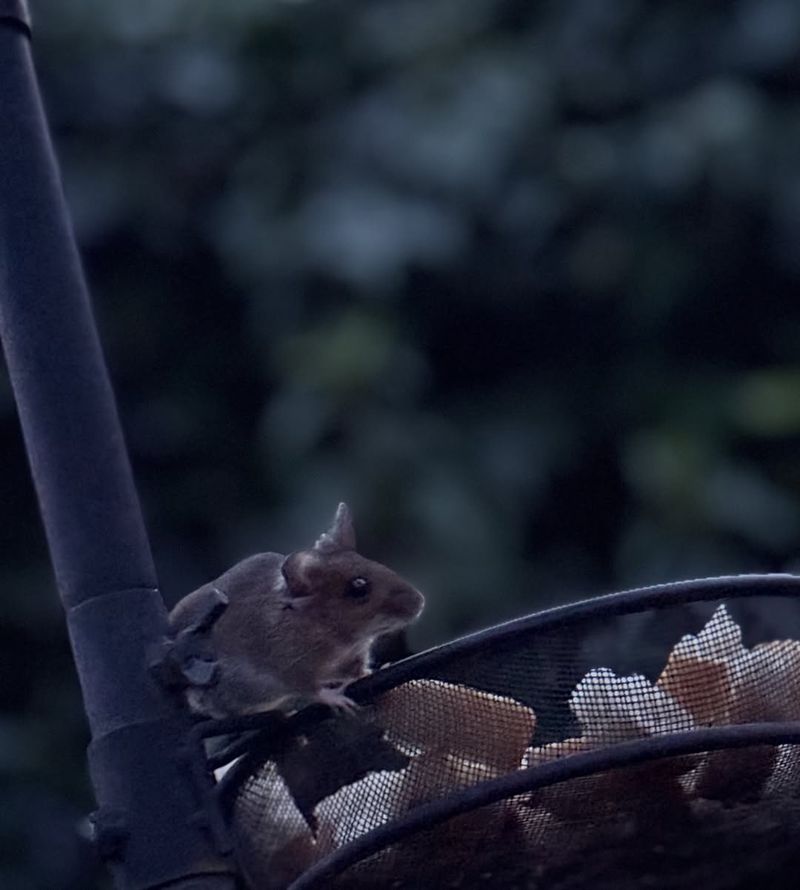 Giving Rats An Easy Nighttime Food Source Giving Rats An Easy Nighttime Food Source