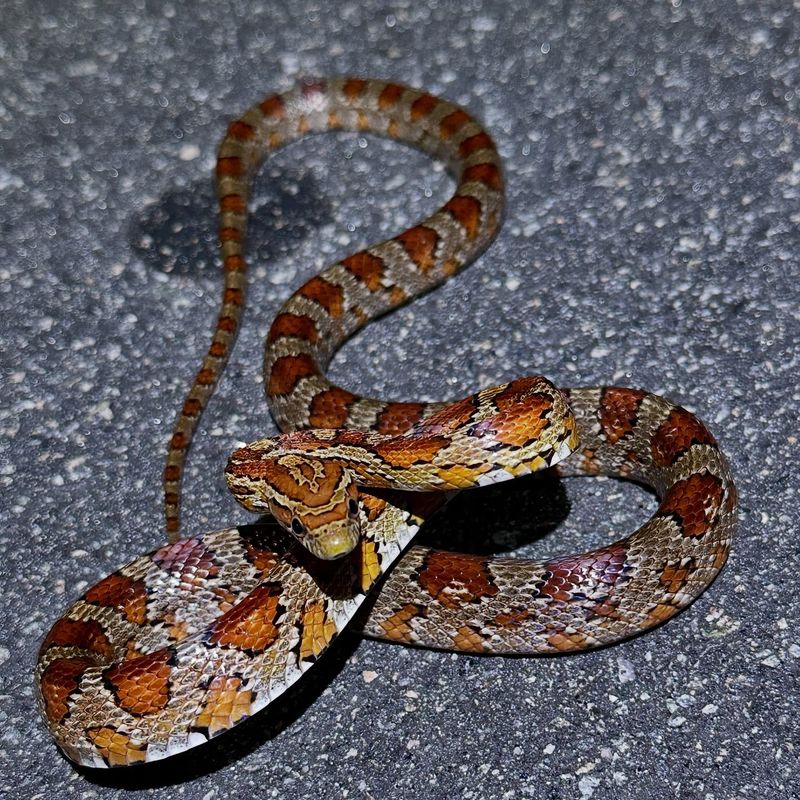 Giving The Snake An Exit Is Better Than Cornering It Giving The Snake An Exit Is Better Than Cornering It