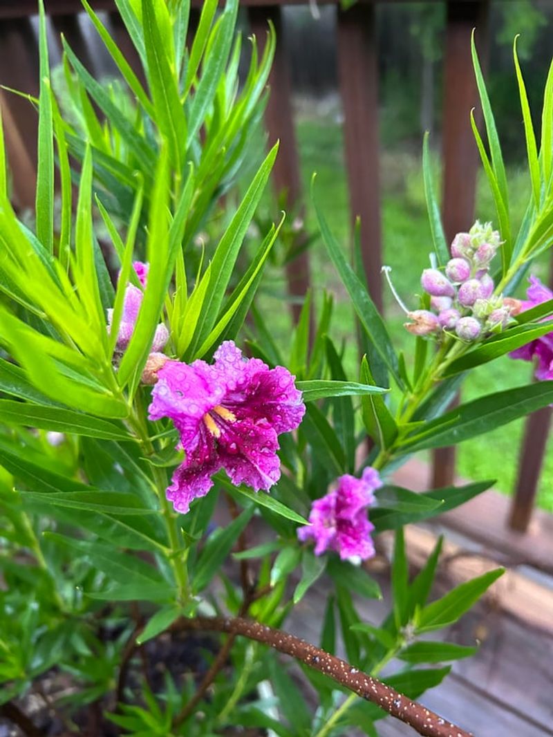 Giving Your New Desert Willow A Backyard Time-Out Giving Your New Desert Willow A Backyard Time-Out