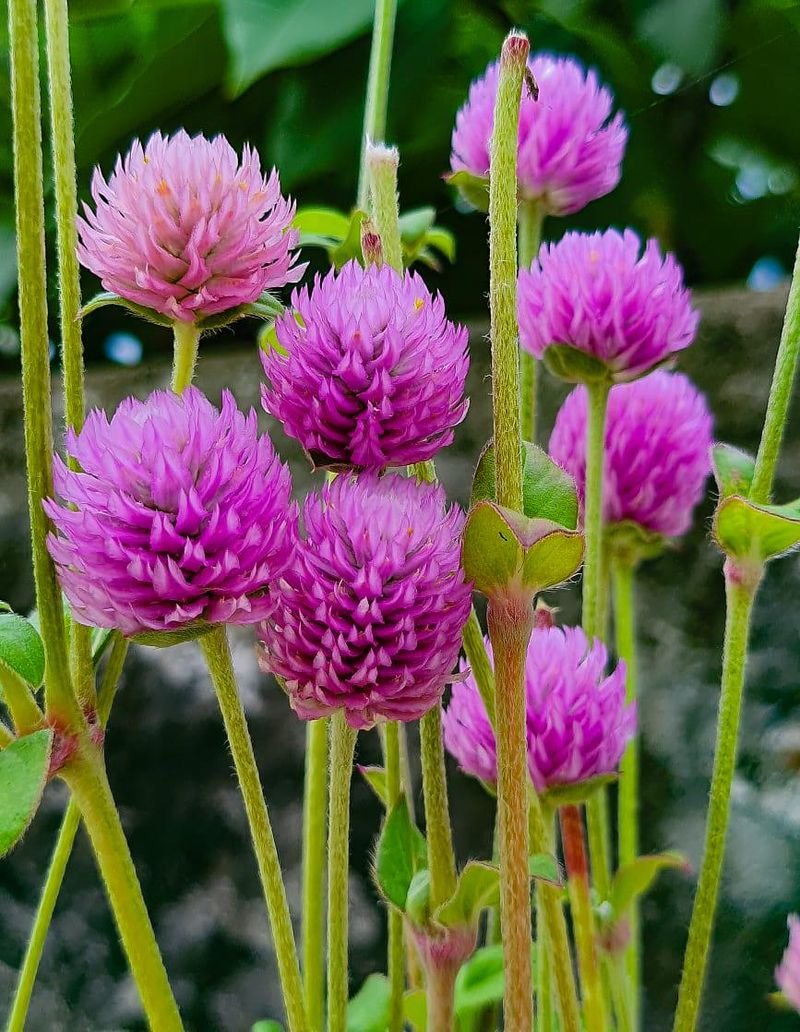 Globe Amaranth Stands Tall in Summer Heat